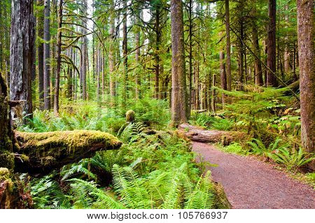 Path To Marymere Falls