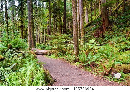 Path To Marymere Falls