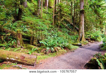 Path To Marymere Falls