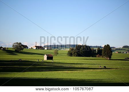 Country Landscape With Cows And Farm