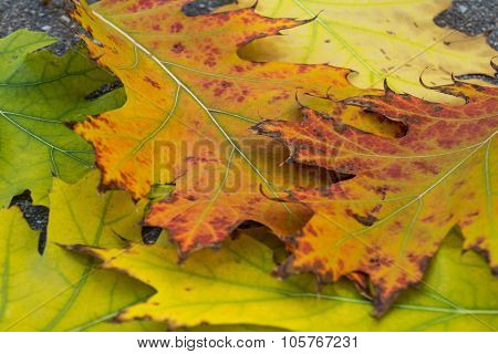 Autumn Leaves