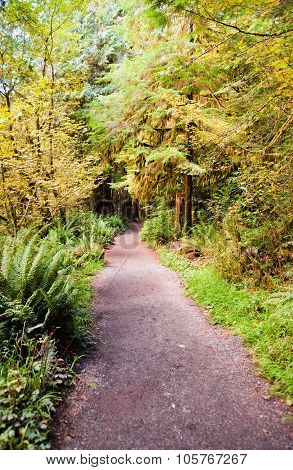 Path To Marymere Falls