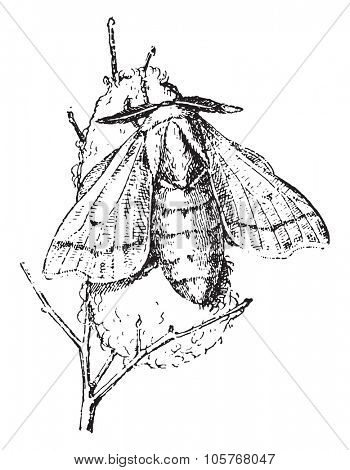 Bombyx, vintage engraved illustration. Dictionary of words and things - Larive and Fleury - 1895.