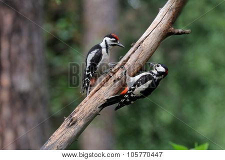 Great Spotted Woodpecker Feeds Chick