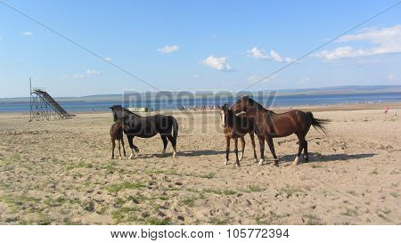 Horse In The Nature Reserve Of Lake