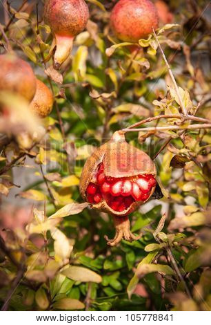 Pomegranate Mini