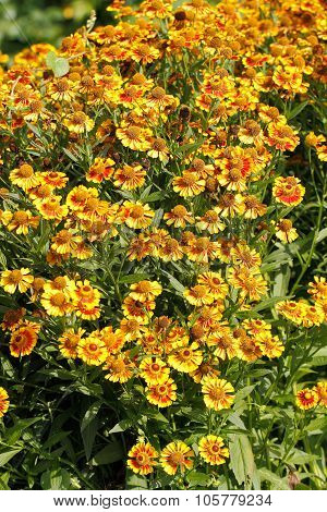 Blanket Flowers (gaillardia Aristata)