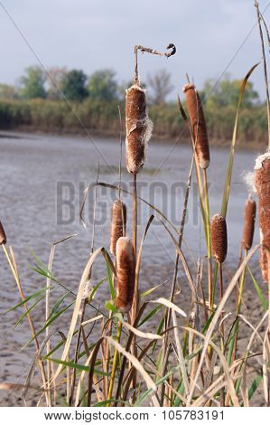 Cattail mace (Typha latifolia)