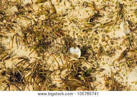 Green Algea In The Sea