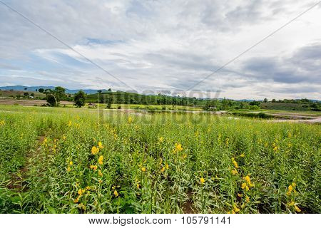 Sunhemp Flower