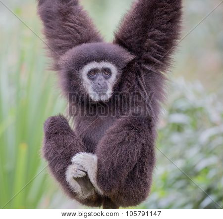 White-handed Gibbon (Hylobates lar) hanging on a tree. Oakland Zoo, Oakland, Alameda County, California, USA.