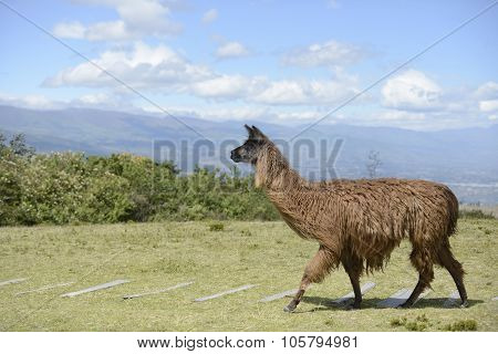 Llama on the Ecuadorian field.