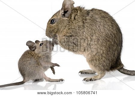Cute Small Baby Rodent Degu Pet With Its Mom