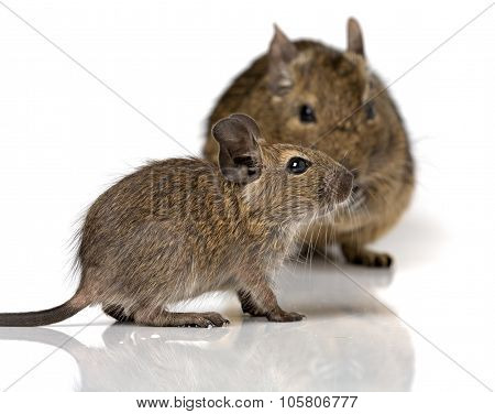 Cute Small Baby Rodent Degu Pet With Its Mom
