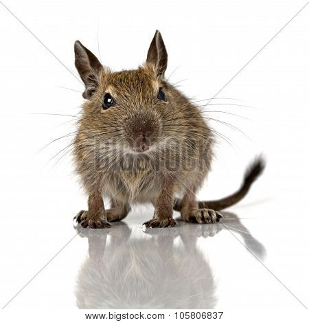 Cute Small Baby Rodent Degu Pet