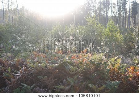 cobweb backlit