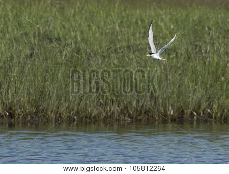 Least Tern In Flight