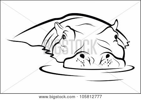 Hippo in water