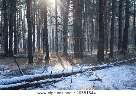 the Sunset in a winter forest in evening