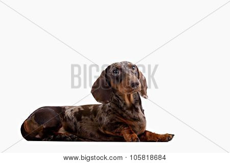 Close-up of Dachshund on white background