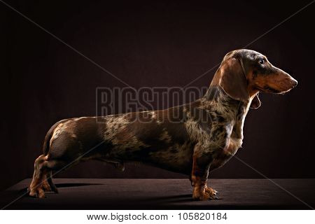 Smooth-haired dachshund dog of brown color