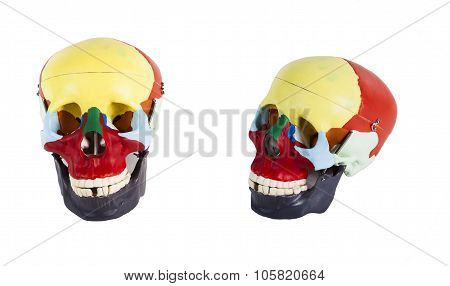 anatomical model of a human skull closeup isolated on white background
