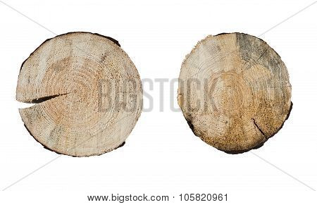 tree rings close up isolated on white background