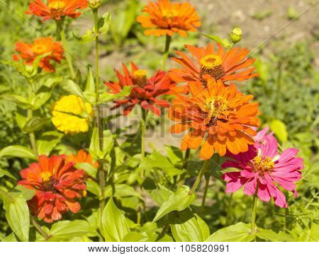 Zinnia Red And Pink
