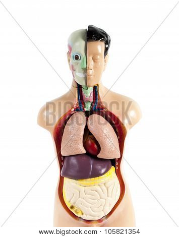 Human anatomy mannequin isolated on white background