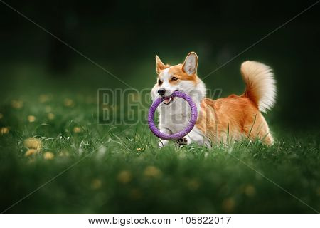 Pembroke welsh corgi dog running