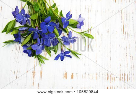 Perwinkle