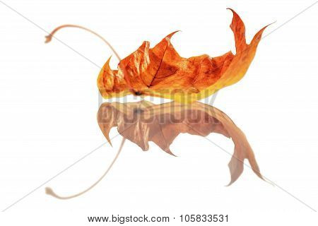 Golden Leaf