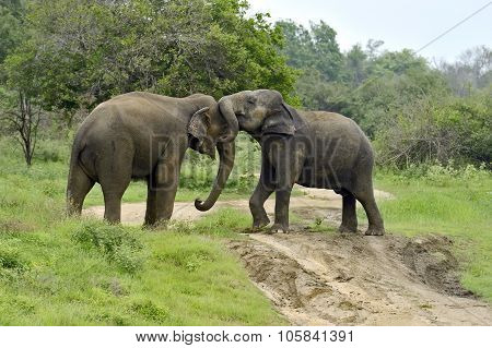 Indian Elephant