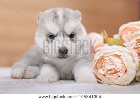 funny puppy with a bouquet of flowers
