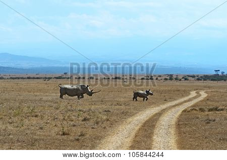 Rhinoceros