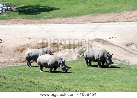 Breitmaulnashorn