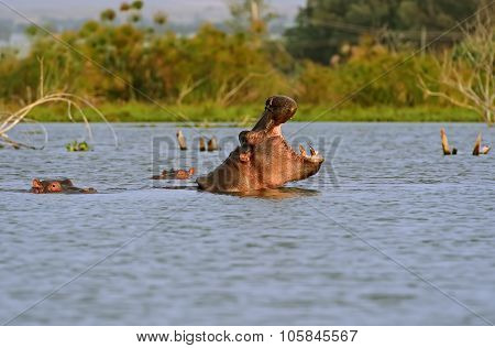 Hippopotamus