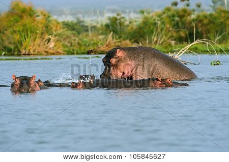 Hippopotamus