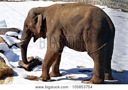 ELEPHANT