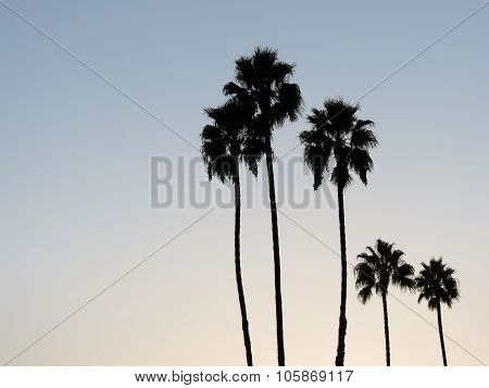 Five palms silhouetted against clear sky
