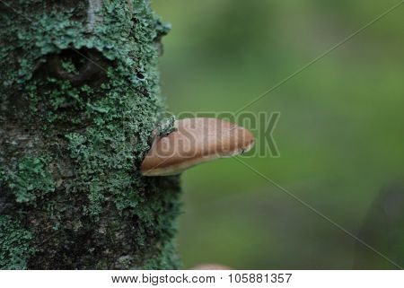 brown polypore mushroom on green tree in autumn forest