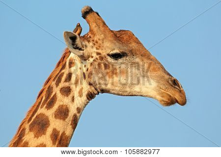 Portrait of a giraffe (Giraffa camelopardalis) with oxpecker bird, Kruger National Park, South Africa 
