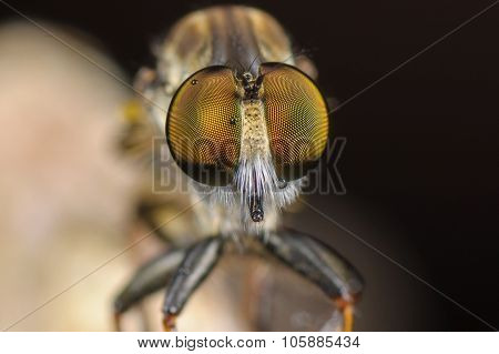 Macro Potrait of Robberfly