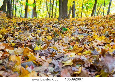 Dead Leaves