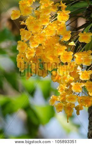 Lindley's Dendrobium Is Beautiful Flower And Have Yellow Colour