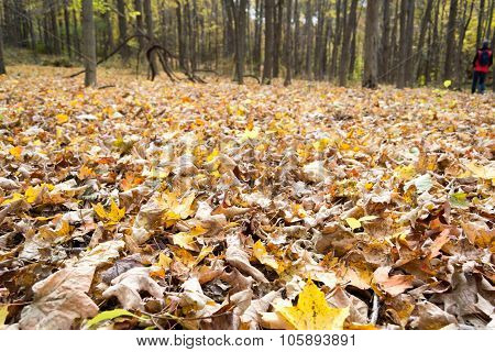Carpet Of Leaves