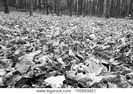 Leaves In Black And White