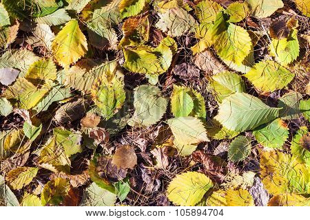 Fallen Hazel Leaves And Larch Needles In Autumn