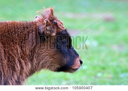 calf