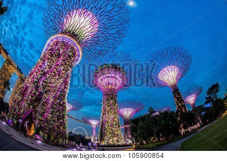 SINGAPORE - May 10: Night view of Supertree Grove at Gardens by the Bay on May 10, 2014 in Singapore